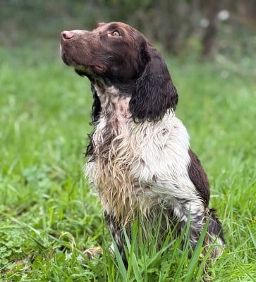 Étalon English Springer Spaniel - Arry du chemin des cavaliers