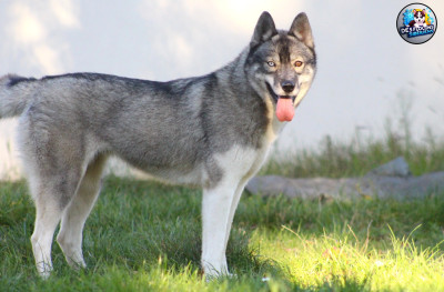 Étalon Siberian Husky - Végas Des Flocons Sibériens