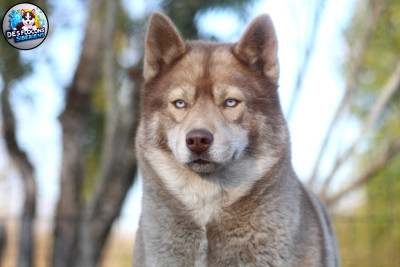 Étalon Siberian Husky - Terka Des Flocons Sibériens