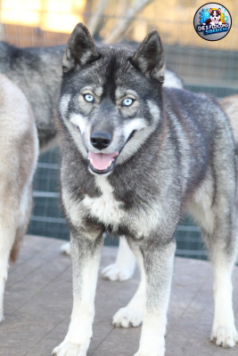 Étalon Siberian Husky - Vapy Des Flocons Sibériens