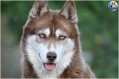 Étalon Siberian Husky - Redlove Des Flocons Sibériens