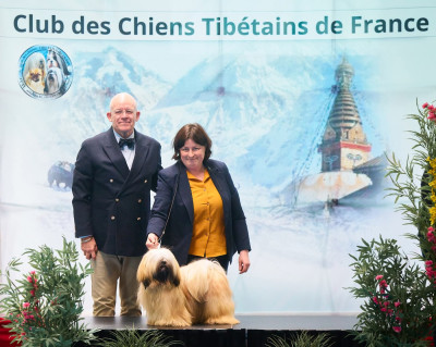 Étalon Lhassa Apso - CH. Very Versace's ALEXANDRE LE GRAND