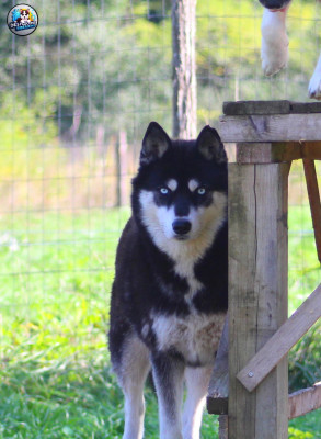 Étalon Siberian Husky - Ravenn Des Flocons Sibériens