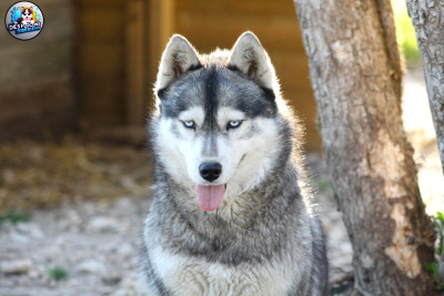 Étalon Siberian Husky - Sayann Des Flocons Sibériens