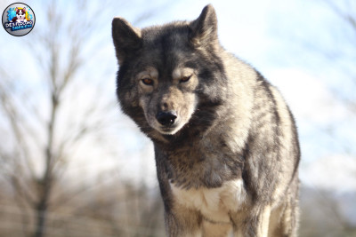 Étalon Siberian Husky - Rivka Des Flocons Sibériens