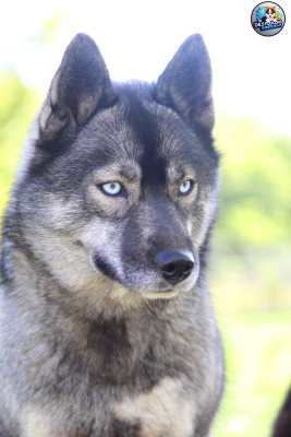 Étalon Siberian Husky - Utah Des Flocons Sibériens