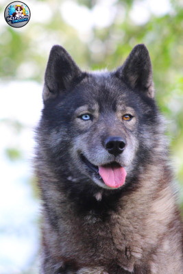 Étalon Siberian Husky - Repsol Des Flocons Sibériens