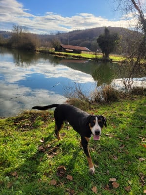 Étalon Grand bouvier suisse - Vaucotte Des Anges D'ambre