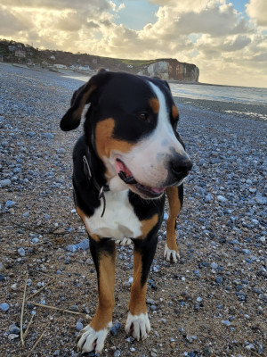 Étalon Grand bouvier suisse - Varech Des Anges D'ambre