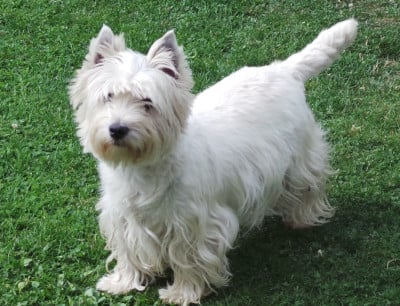 Étalon West Highland White Terrier - Suzon Du domaine d'alexan