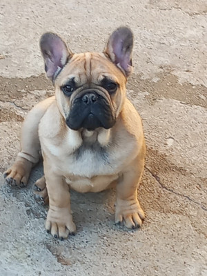 Étalon Bouledogue français - Albert Titre Initial