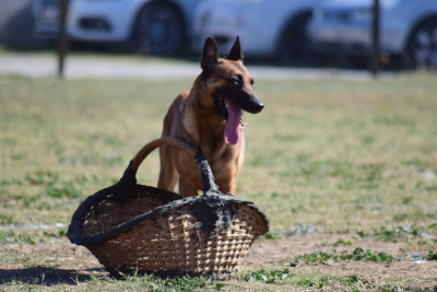 Étalon Berger Belge - Oasis Ladi Lafé