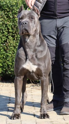 CH. ROMAN custodi nos