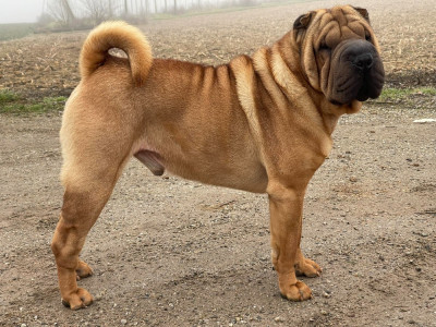 Étalon Shar Pei - inner pei's Unstoppable crazy clown