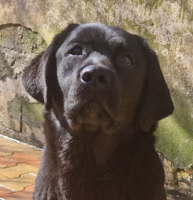 Étalon Labrador Retriever - AKATSUKI NO YONA Des terres sacrees