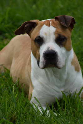 Étalon American Staffordshire Terrier - Volcana una Of Passion Amstaff 