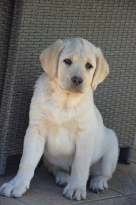 Étalon Labrador Retriever - B.Napoléon Sheep's Eyes Malvaux
