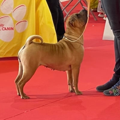 Étalon Shar Pei - Akimi du Nuorilang
