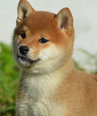 Étalon Shiba - ANZU of three love angel