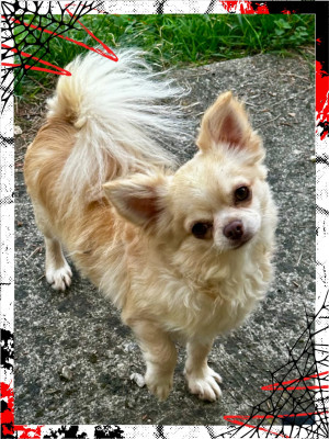 Étalon Chihuahua - Velour Des Anges d'Agapi