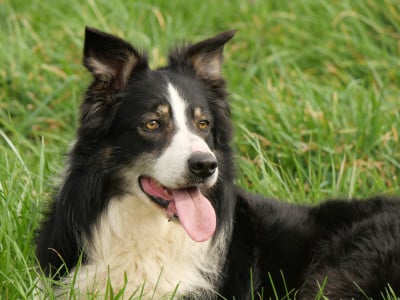 Étalon Border Collie - Peric des Monts du Levezou
