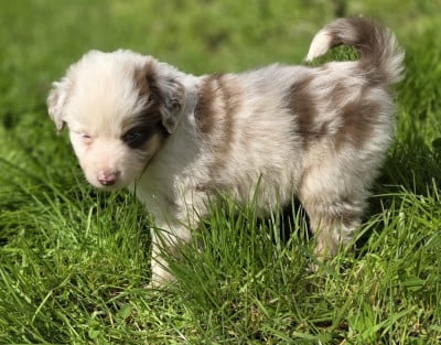 Étalon Berger Américain Miniature - BUZZ-GOLDEN-LADY de gens de garonne