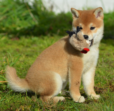 Étalon Shiba - AKEMI of three love angel