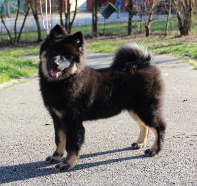Étalon Eurasier - A DRESSED IN BLACK DESIRE des Legendes de Retz