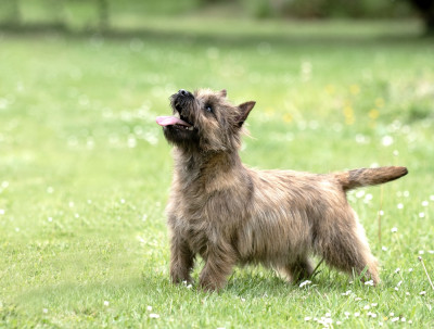 Étalon Cairn Terrier - VEDETTE des Louves de Toscane