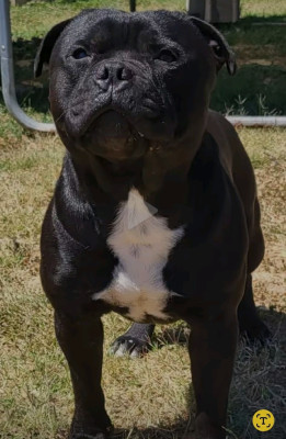 Étalon Staffordshire Bull Terrier - Renzo (Sans Affixe)