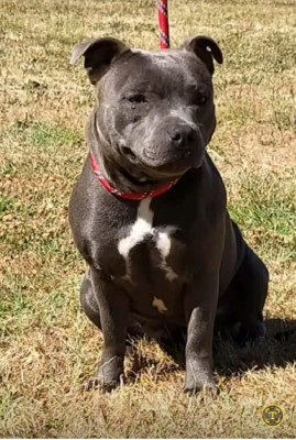 Étalon Staffordshire Bull Terrier - Selva Of Blueline Bull's