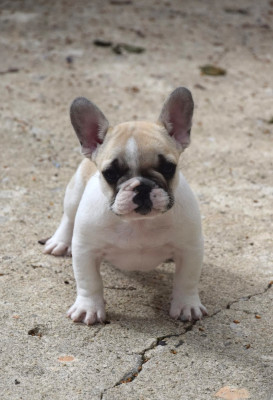Étalon Bouledogue français - Berry Candy Des Petites Madeleines