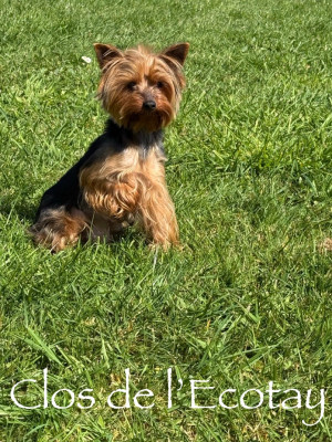 Étalon Yorkshire Terrier - Voltige Du Clos De L'Ecotay