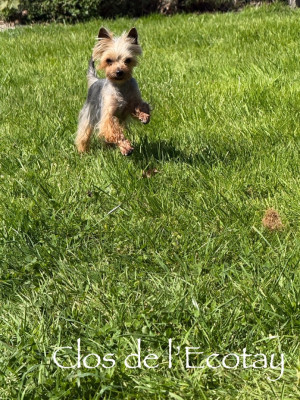 Étalon Yorkshire Terrier - Accro du domaine de boutlande