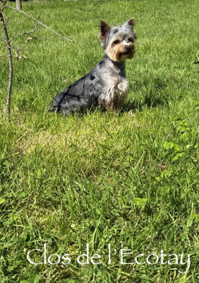 Étalon Yorkshire Terrier - Vaillant du mont de la chenaie
