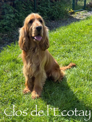 Étalon Cocker Spaniel Anglais - Viggo Du Clos De L'Ecotay
