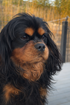 Étalon Cavalier King Charles Spaniel - Les Berges Du Pont Du Diable vanora jone's vito