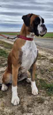 Étalon Boxer - U'branias Du Sentiers Des Bogues