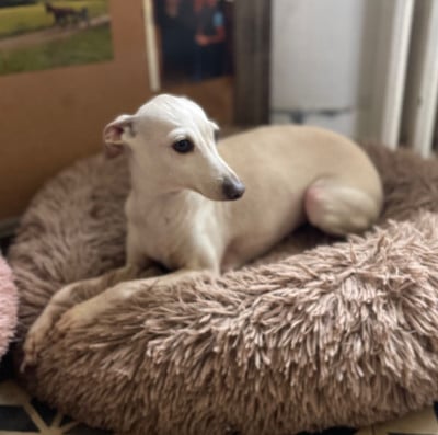 Étalon Petit Levrier Italien - Une histoire Du Domaine Des Trois L