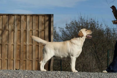 image de Very sweet boy of Evergreen OAK