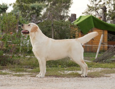 Étalon Labrador Retriever - Victoire de l'Ormaryne