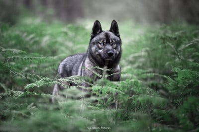Étalon Siberian Husky - Twilight Des Flocons Sibériens