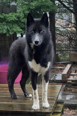 Étalon Siberian Husky - Venom dark de la valse enneigée