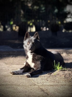 Étalon Siberian Husky - Vijun du royaume de l'or blanc