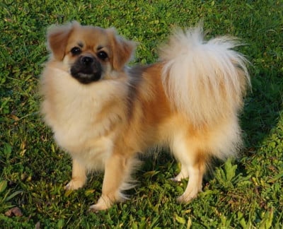 Étalon Epagneul tibetain - CH. UI TANGO de Yangchen