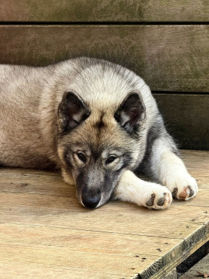 Étalon Siberian Husky - Your angel of light "Kähu" Of The Nordic Empire