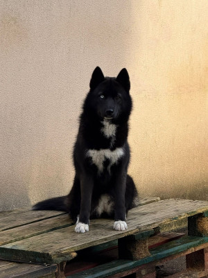 Étalon Siberian Husky - Your gentle Missy star Of The Nordic Empire