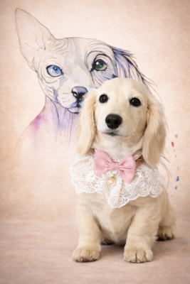 Étalon Teckel poil long - Nina (Sans Affixe)