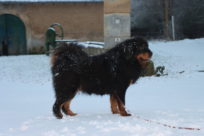 Étalon Dogue du Tibet - Uppercut by xena du Haras des Brumieres