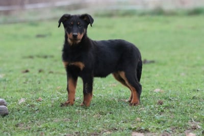 Étalon Berger de Beauce - Uru black Of Gold In The Heart